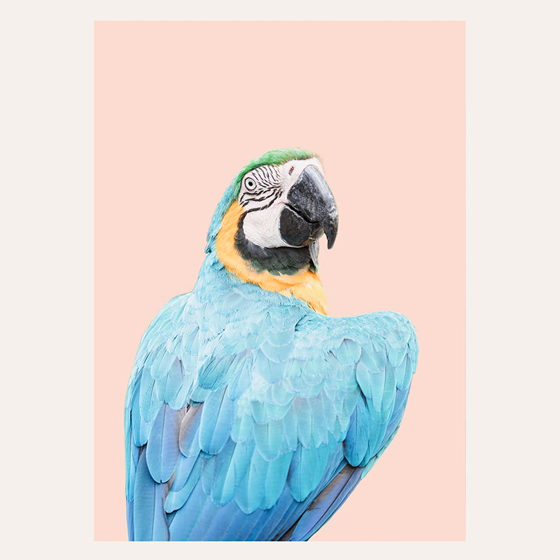 Blue Ara / Art Print - Sisi And Seb - Art Prints Sisi And Seb