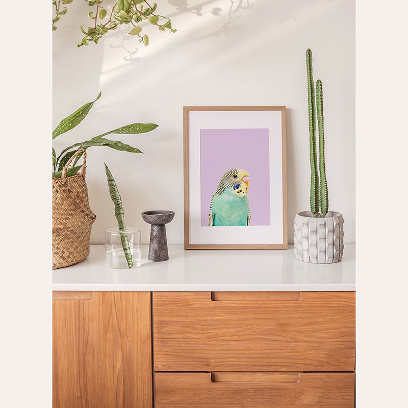 Budgie / Framed Print - Sisi And Seb - Framed Prints Sisi And Seb