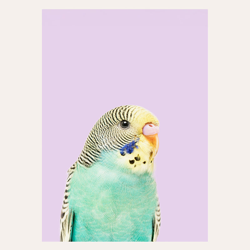 Budgie / Art Print - Sisi And Seb - Art Prints Sisi And Seb