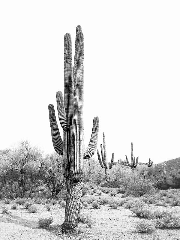 Desert Cactus BW Art Print