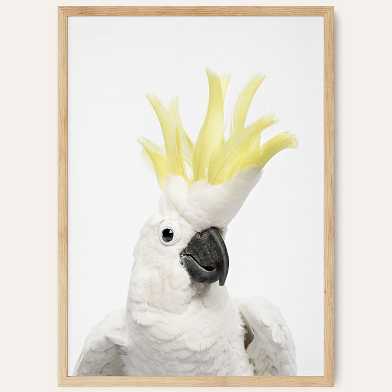 a white cockatoo with a yellow crown on its head