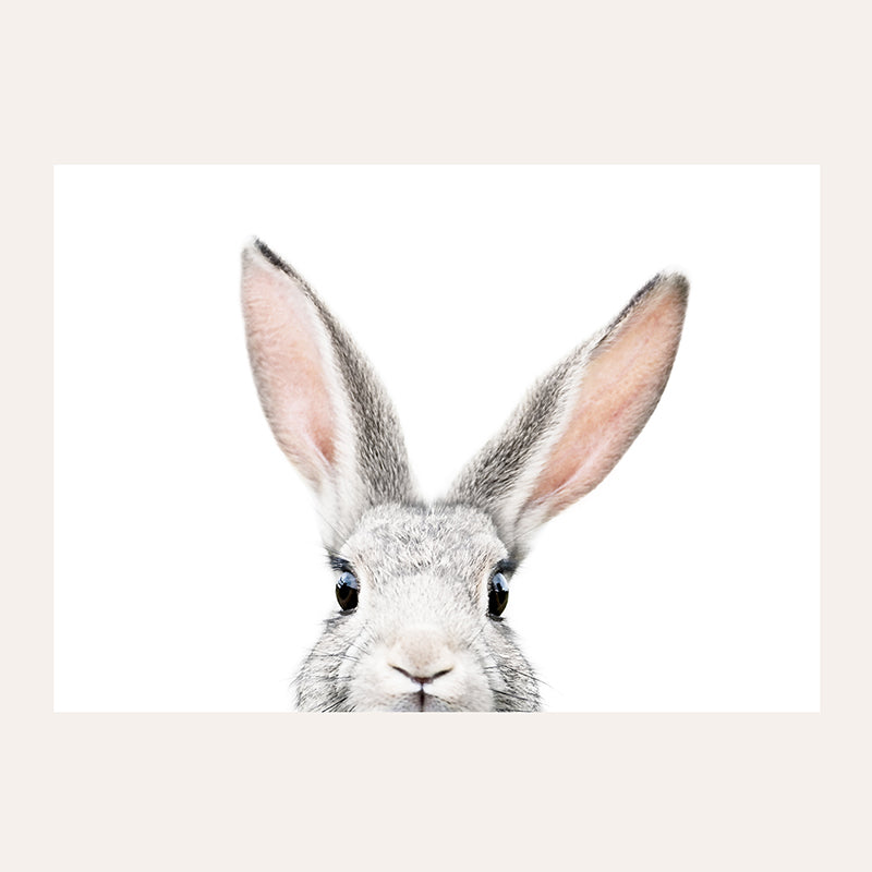 a close up of a rabbit&#39;s face with a white background