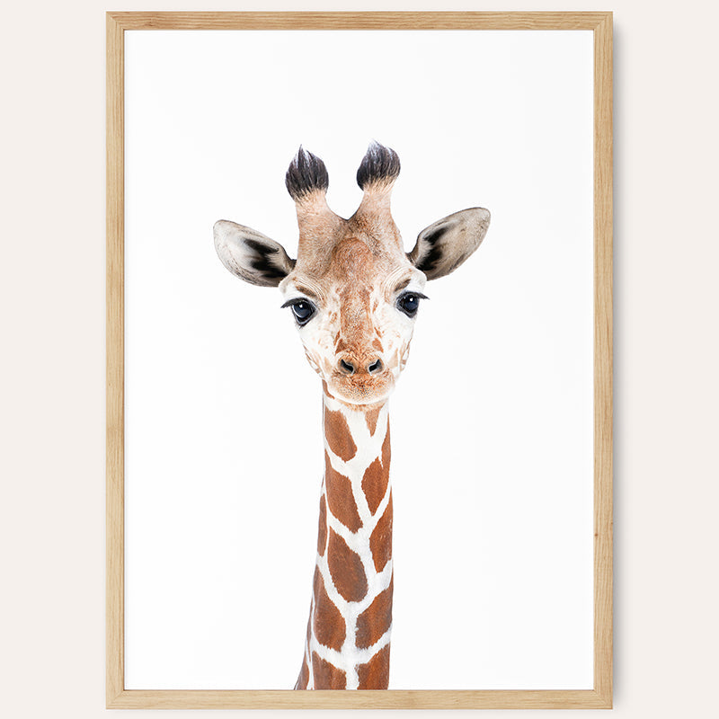 a close up of a giraffe's head with a white background