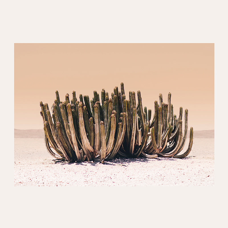 a group of wooden sticks sticking out of the sand