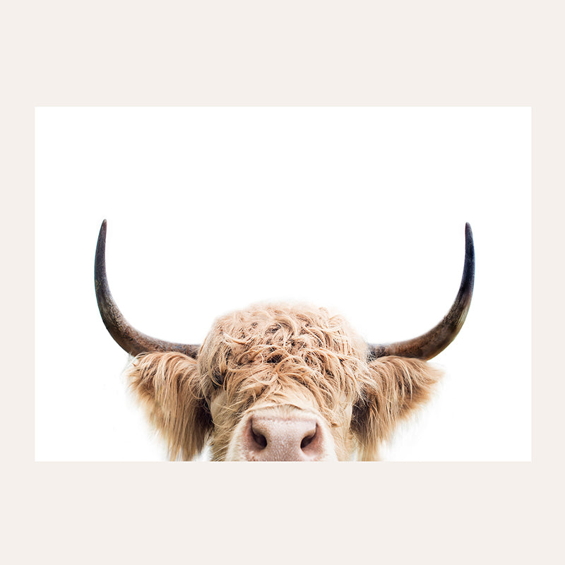 a close up of a cow with long horns