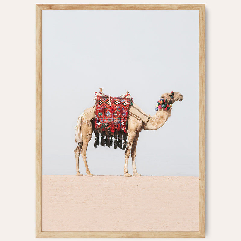 a picture of a camel in the desert