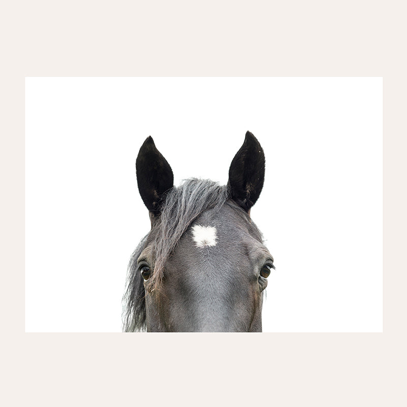 a close up of a horse&#39;s face with a white background