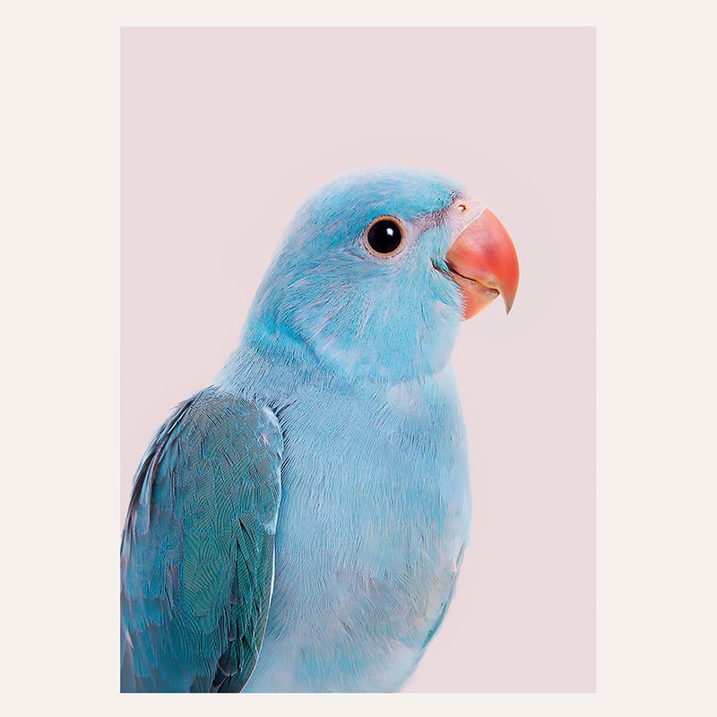 a close up of a blue bird with a red beak