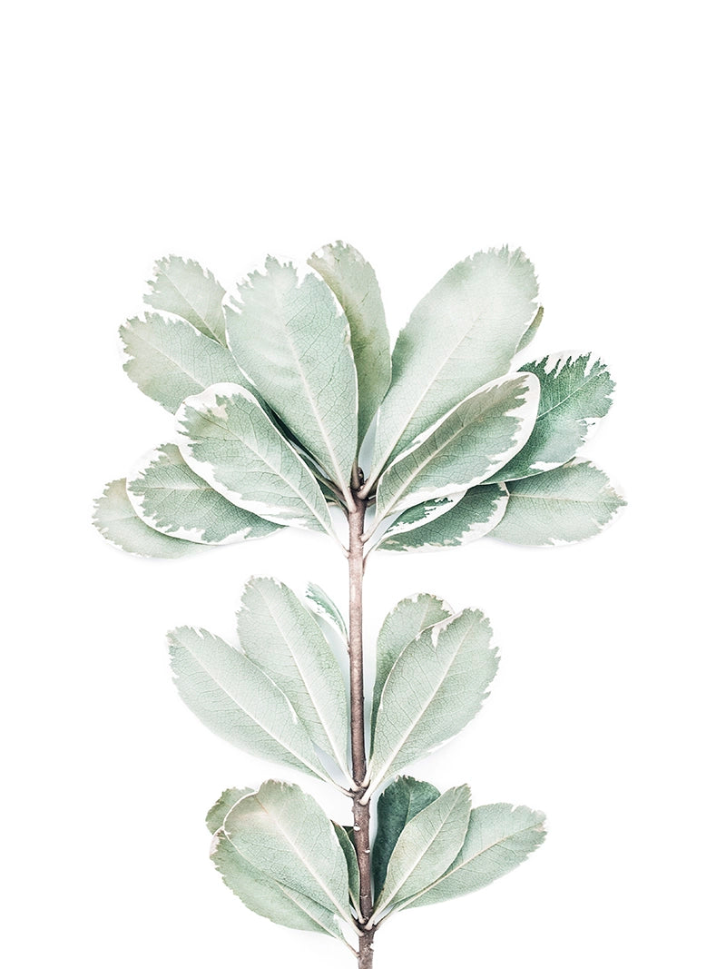 Botanical III - Foliage Art Print