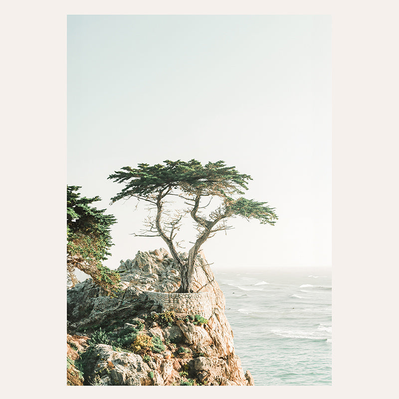 a lone tree on a rocky cliff by the ocean