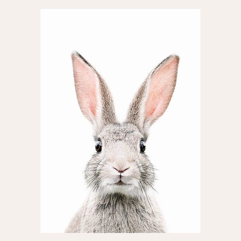 a close up of a rabbit&#39;s face with a white background