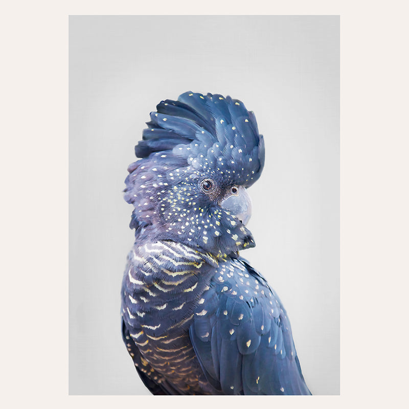 Black Cockatoo / Art Print - Sisi And Seb - Art Prints