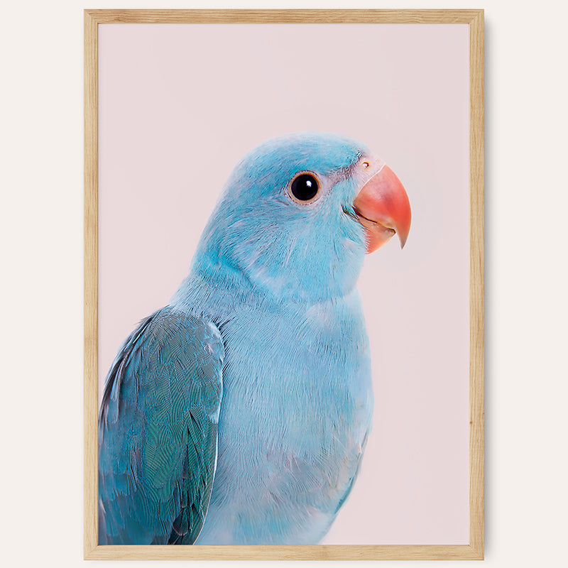 a close up of a blue bird with a red beak