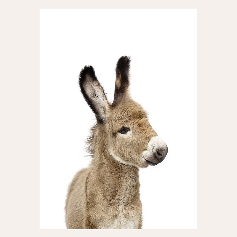 a baby donkey standing in front of a white background