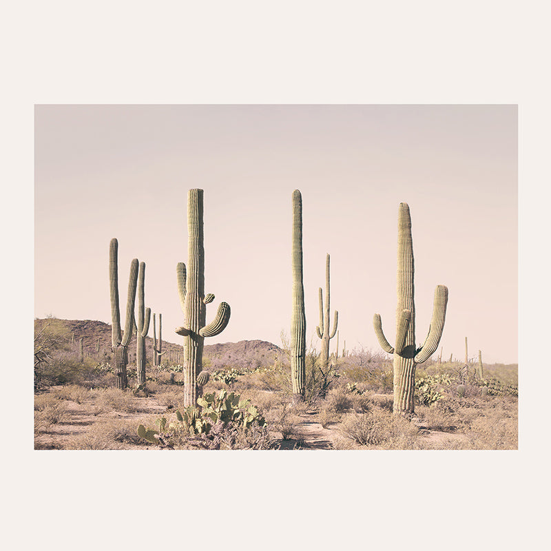 a large group of cactus in the desert