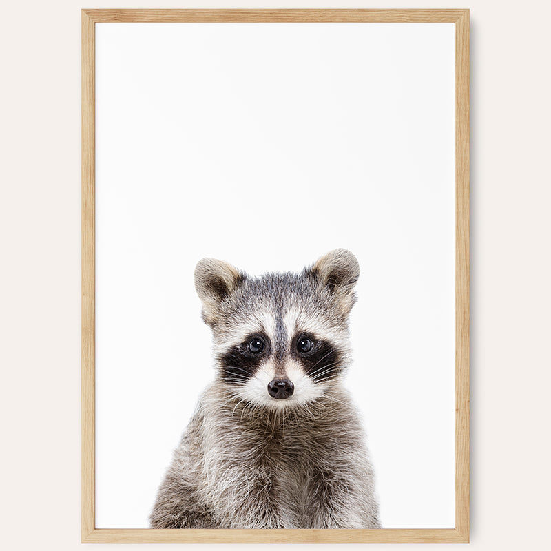 a raccoon looking at the camera with a white background