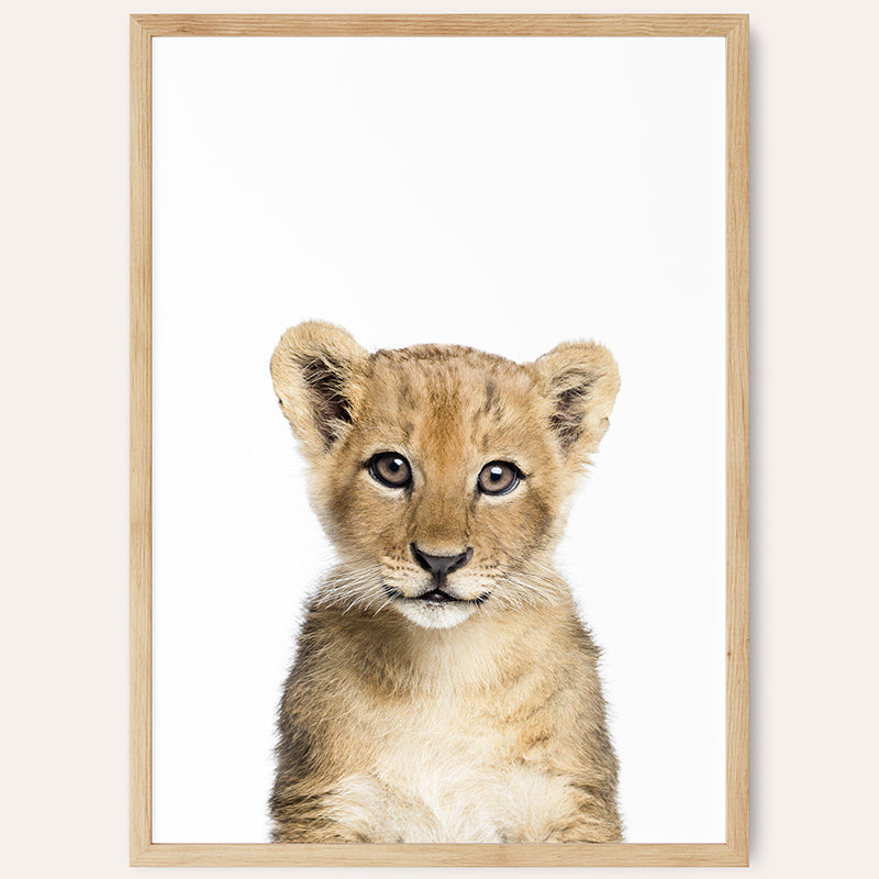 a framed photograph of a young lion cub