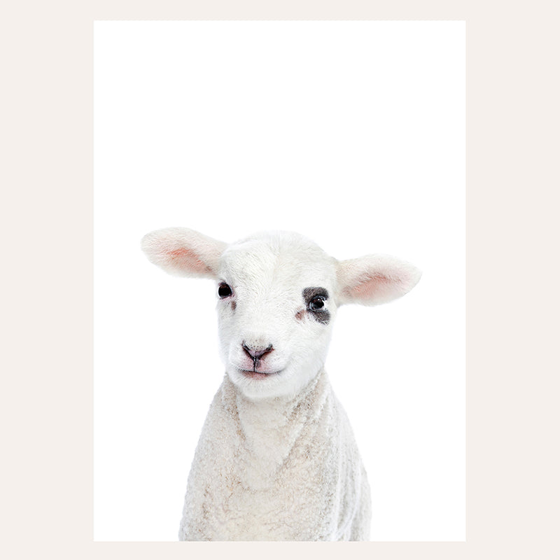 a close up of a sheep with a white background