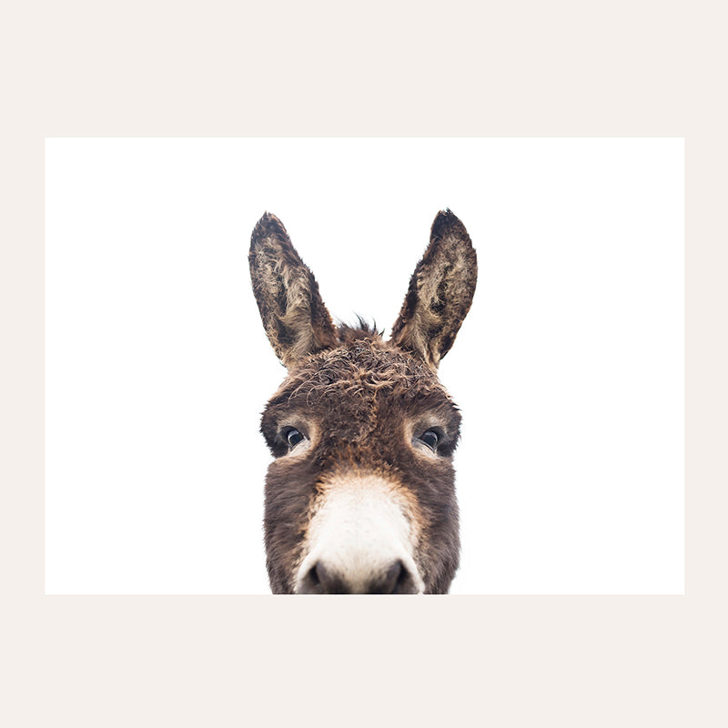 a close up of a donkey&#39;s face with a white background