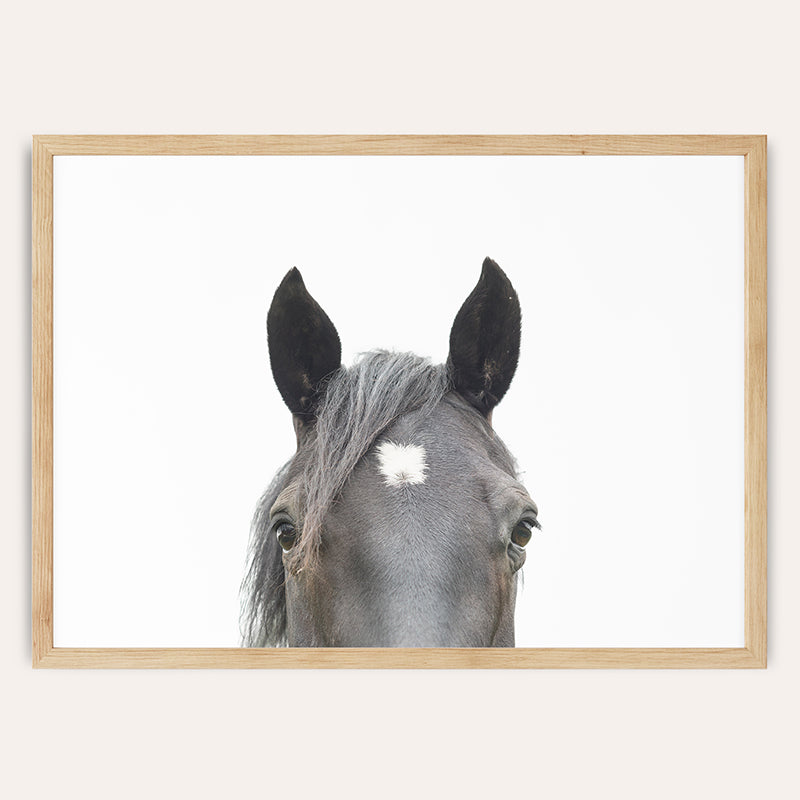 a close up of a horse&#39;s face with a white background