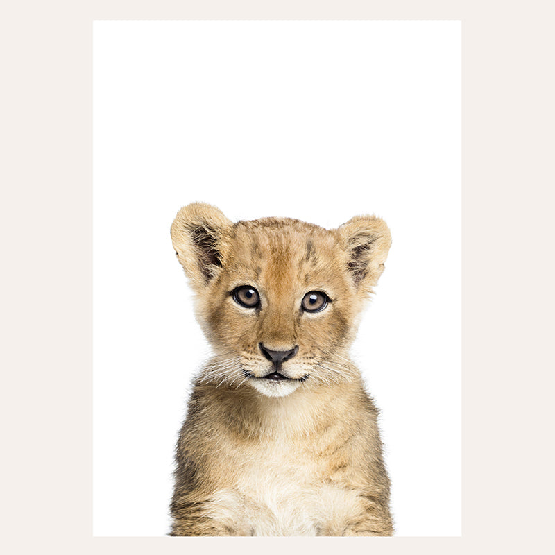 a young lion cub sitting in front of a white background