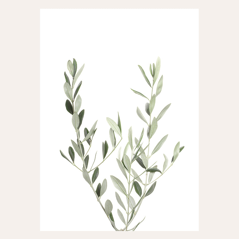 Botanical II Olive Branch / Art Print - Sisi And Seb - Art Prints