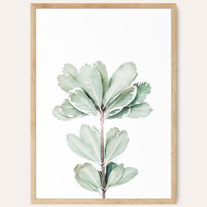 Botanical III Foliage / Framed Print - Sisi And Seb - Framed Prints