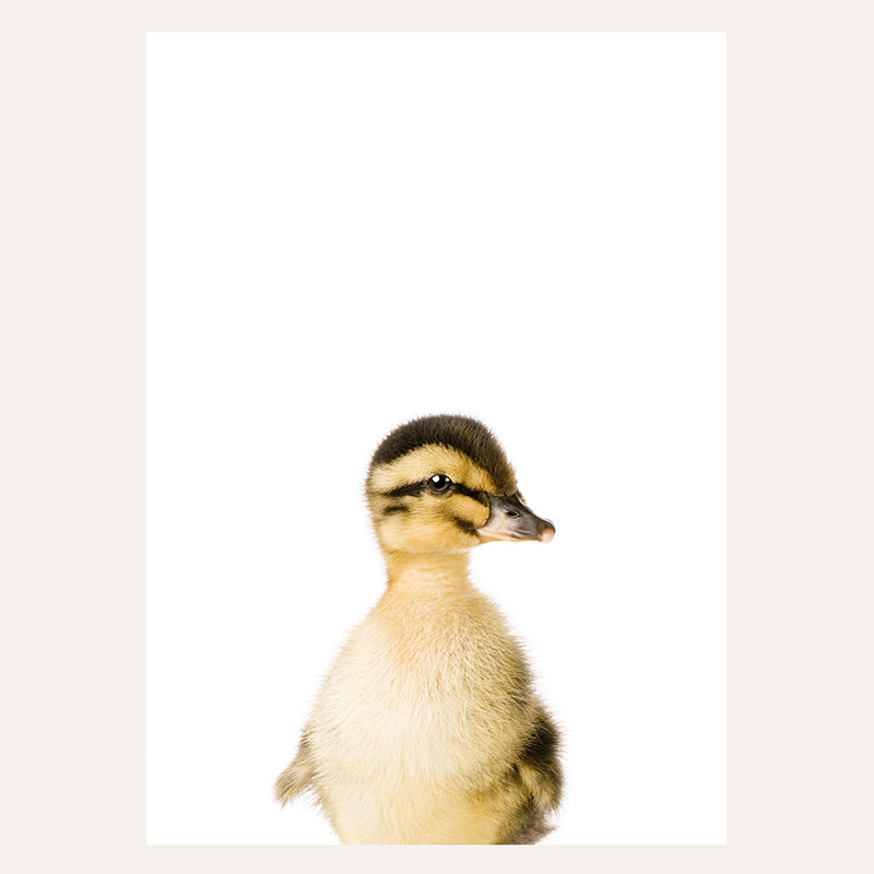 a duck is standing in front of a white background