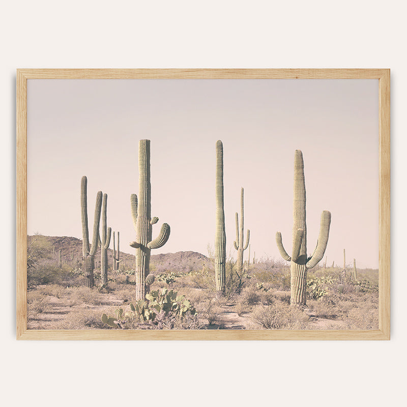 a picture of a desert with a lot of cacti