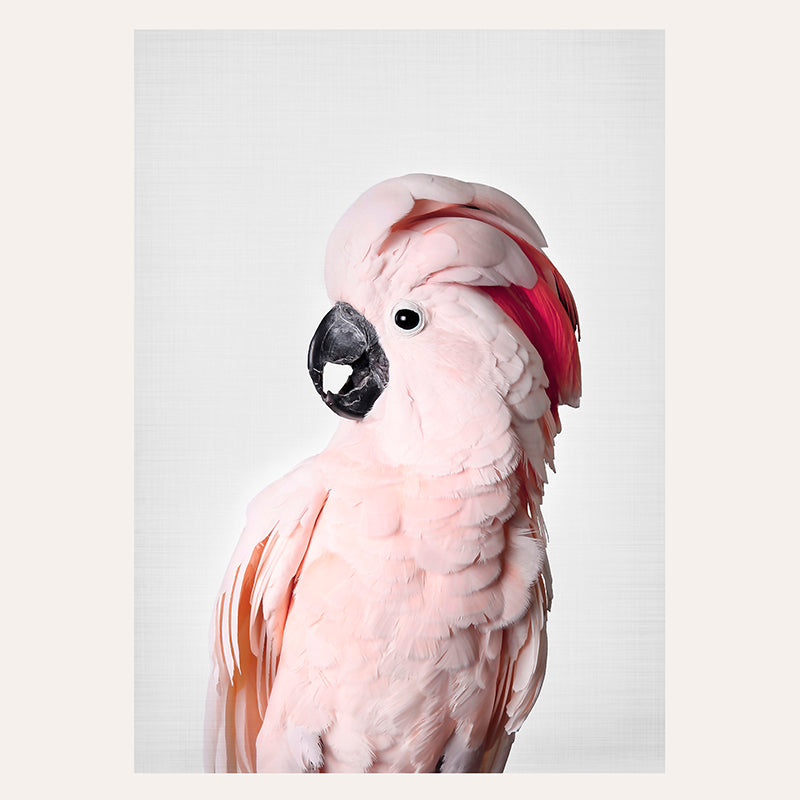 a pink bird with a red head and black beak