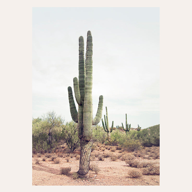 a large cactus in the middle of a desert