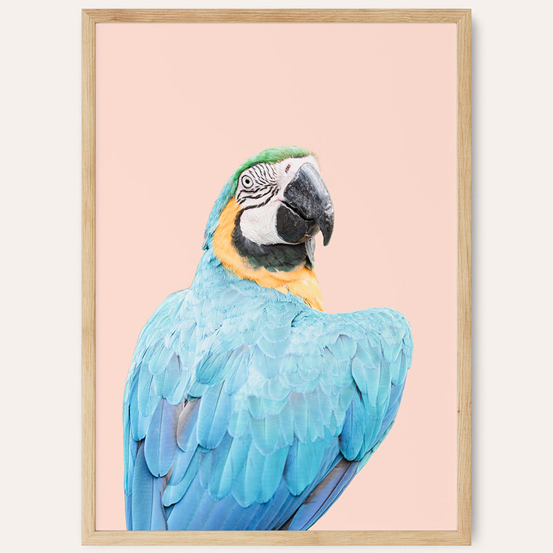 Blue Ara / Framed Print - Sisi And Seb - Framed Prints