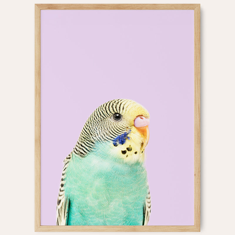 Budgie / Framed Print