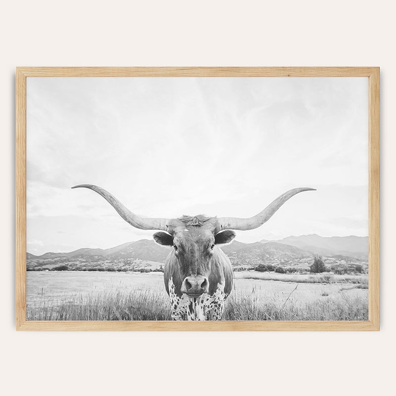 Longhorn Texas BW / Framed Print - Sisi And Seb - Framed Prints