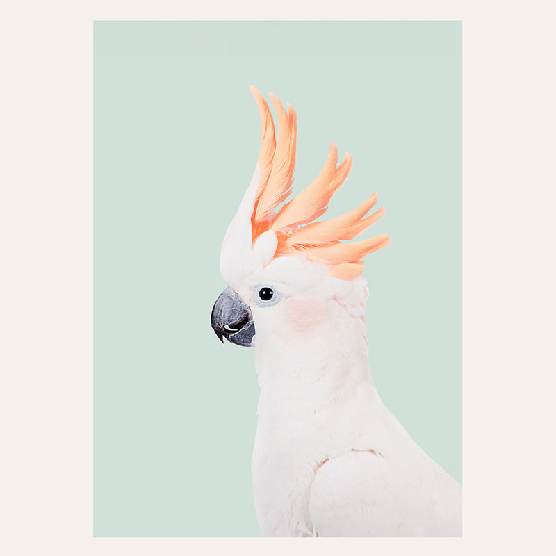 Mint Cockatoo / Art Print