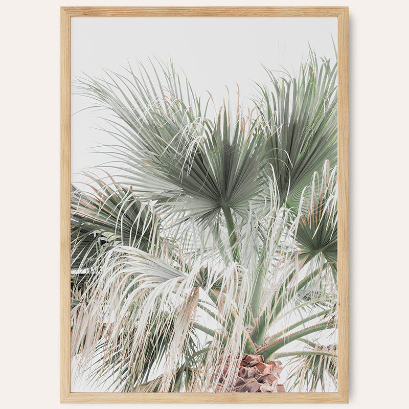 Palm Oasis / Framed Print