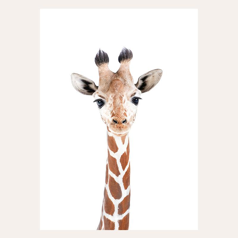 a close up of a giraffe&#39;s head with a white background