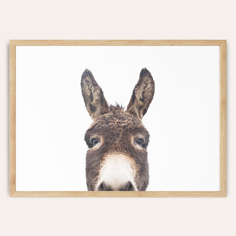 a close up of a donkey&#39;s face with a white background