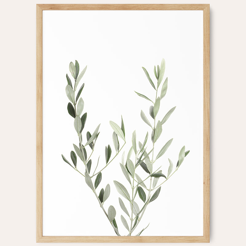 Botanical II Olive Branch / Framed Print - Sisi And Seb - Framed Prints