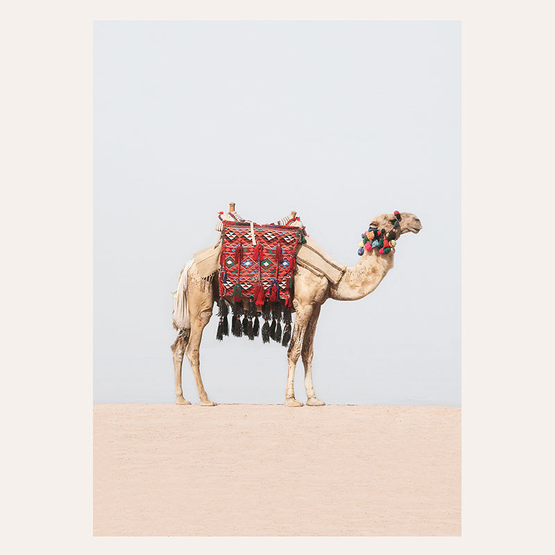 a camel with a saddle on its back in the desert