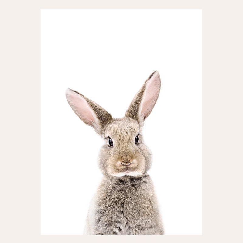 a close up of a rabbit with a white background