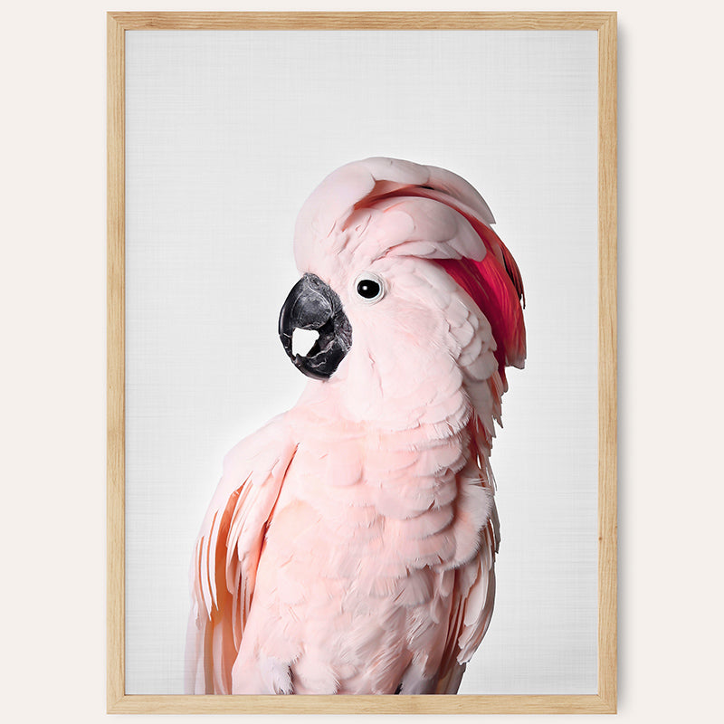 a pink bird with a red head and black beak