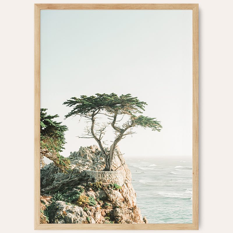 a picture of a tree on a cliff by the ocean