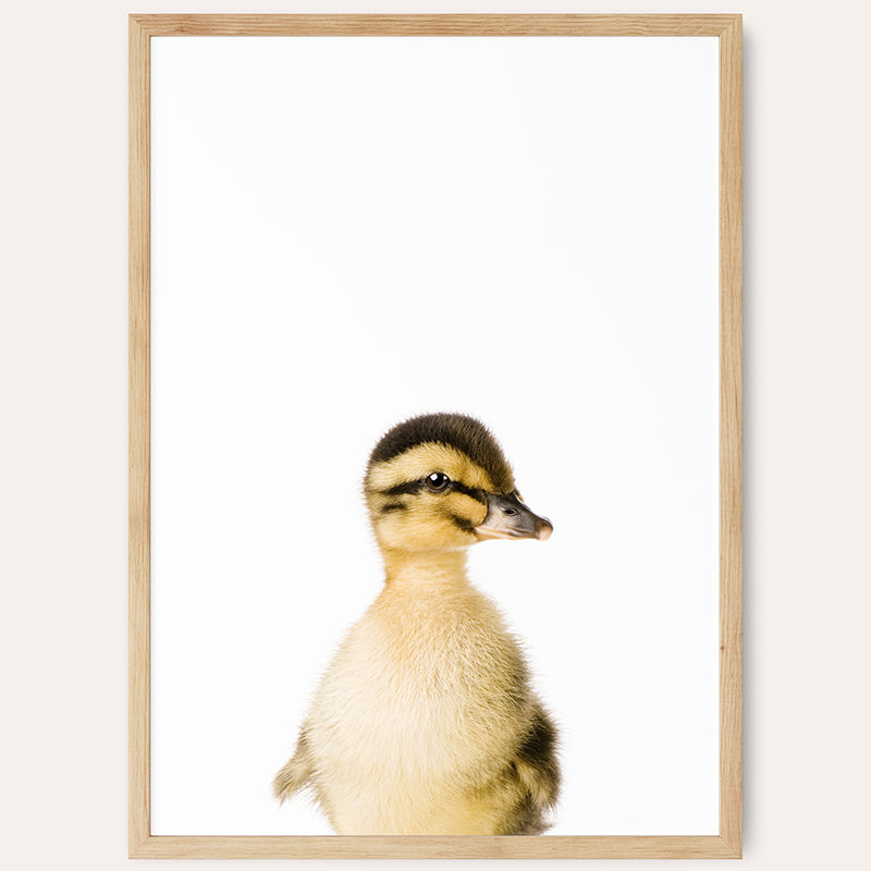 a picture of a duck in a frame