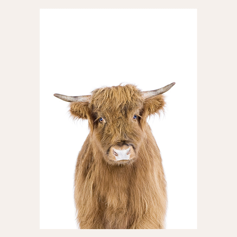 a close up of a yak looking at the camera