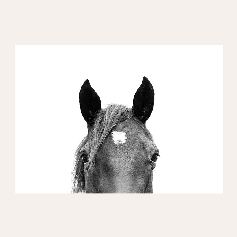 a black and white photo of a horse&#39;s face