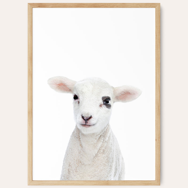 Baby Lamb / Framed Print - Sisi And Seb - Framed Prints