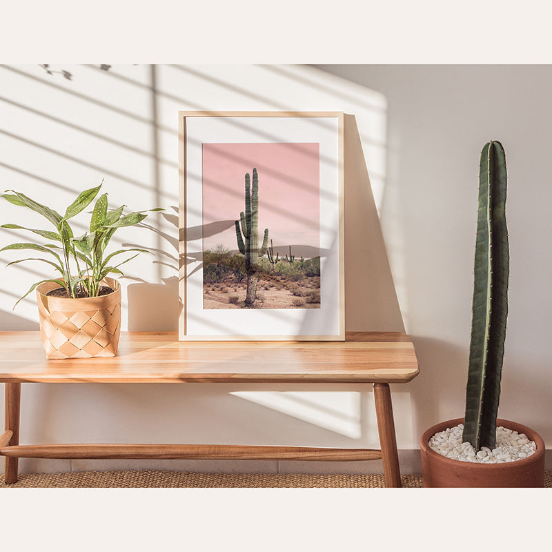 a picture of a cactus on a table next to a potted plant