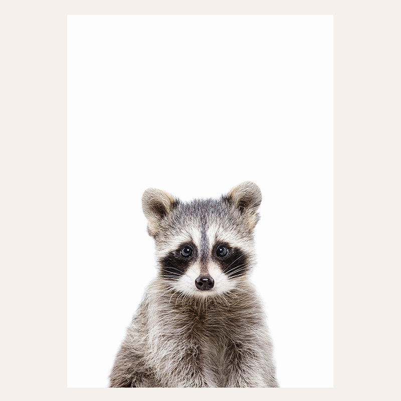 a raccoon looking at the camera with a white background