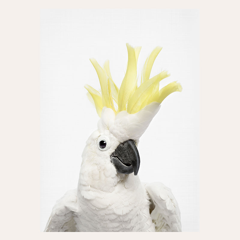 a white cockatoo with a yellow mohawk